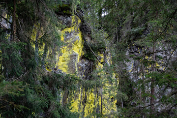 Yellow moss on the rocks in the Untersulzbachtal