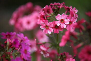 奥日光菖蒲ヶ原に咲くクリンソウ（6月）