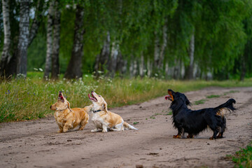 Three dogs jumping and trying to catch a dron. Nature background. Small breeds of pets.