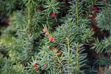 Europ&auml;ische Eibe mit Arillus