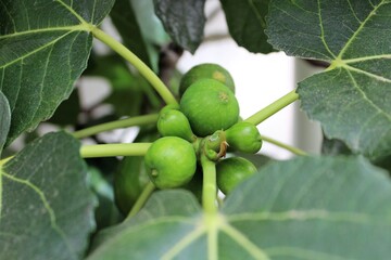 evocative image of fresh figs on the tree with leaves