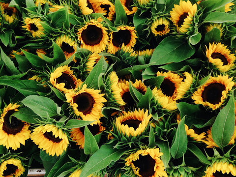 Sunflowers