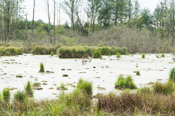 Swamp with birds near the road