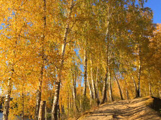 Autumn, autumn forest, lake, water, ducks, yellow red leaves, mushrooms, berries, cones, birches