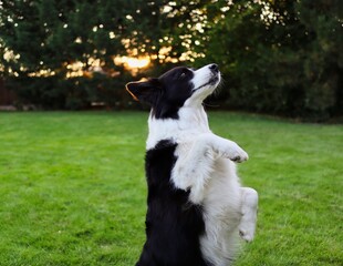 Closeup of Border Collie Training Meerkat Trick with Paw Up in the Garden. Black and White Dog during Obedience Training.