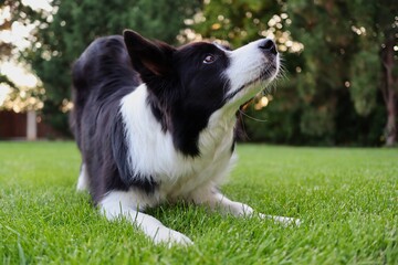 Closeup of Border Collie Training how to Bow in the Garden. Adorable Black and White Dog Trains Taking a Bow.