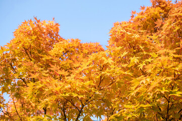 Orangener Fächerahorn im Herbst