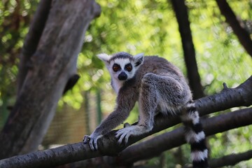 Young Lemur Crouches on Tree Branch in Zoo Park. The Ring-Tailed Lemur (Lemur Catta) is a Large Strepsirrhine Primate with Black and White Ringed Tail. 