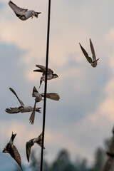 Barn swallows flying through sky