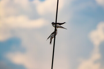 Two barn swallows playing on electric cable
