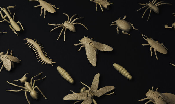 Insectorium/collection of bugs/insects.