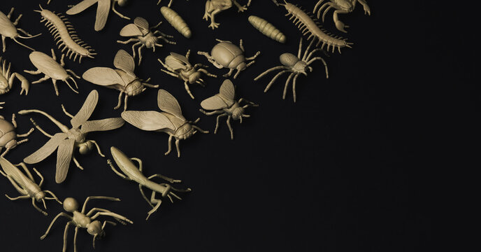 Insectorium/collection of bugs/insects.