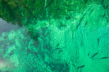 Crystal Clear and vivid colors spring water of Kitch-iti-kipi, the Big Spring at Palms Book State Park in Michigan upper peninsula