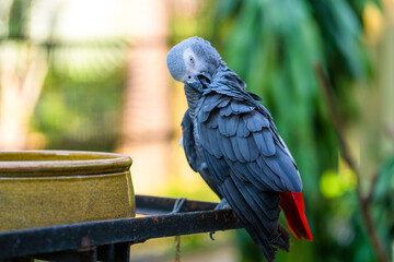 A gray parrot redtail jako cleans feathers near a feeding trough. Psittacus erithacus