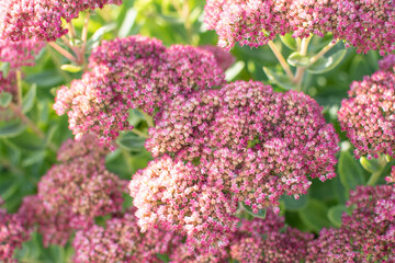 Blätter und Blüten der Fetten Henne im Herbst