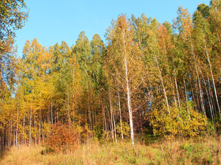 Autumn, autumn forest, lake, water, ducks, yellow red leaves, mushrooms, berries, cones, birches