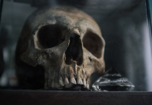 Human skull
