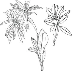 Vector illustration of leaves of tropical plants isolated on white background. For printing clothes, dishes, bedding, wrapping paper, blanks for designers