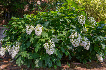 Close-up of a flowering plant of hortensia (Hydrangea quercifolia), a large deciduous shrub with...