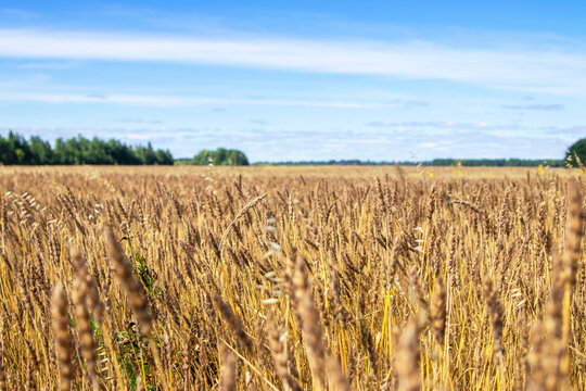 Defocused. Blurred image of a wheat field. Close-up ripe ear of wheat.Blue sky with clouds in the background.