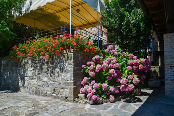 Glimpse of a stone terraced garden with flowering plants of pink hortensia (Hydrangea) and red geranium (Pelargonium) under a pergola in summer, Italy