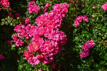 Close-up of a Heidetraum shrub rose, a beautiful and repeat-flowering rose with fuchsia blooms; the...