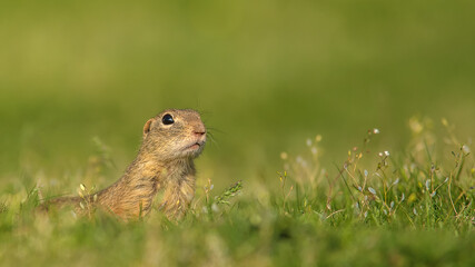 Naklejka na ściany i meble European ground squirrel (Spermophilus citellus) sitting in green grass. Isolated on green background