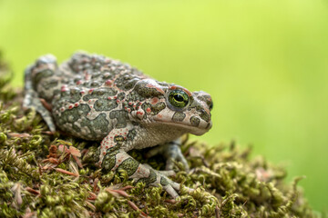 Side view of European green toad (Bufo viridis) sitting on green moss isolated on light green and yellow background