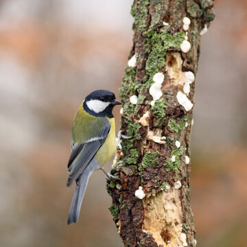 Great tit on a dead tree