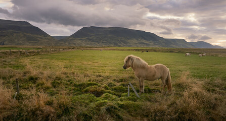 Fototapeta premium Icelandic horse in the field at sunrise