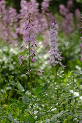 Diptam, Dictamnus albus