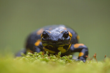 Close up frontal view of Fire salamander (Salamandra salamandra) sitting on green moss isolated on dark green background. Macro shot