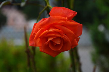 rose flower blooming in roses garden on background roses flowers.