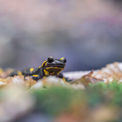 Close up frontal view of Fire salamander (Salamandra salamandra) sitting on green moss isolated on purple background. Macro shot