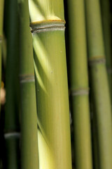 bambou ou herbe
