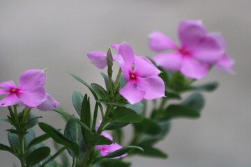 Obraz na płótnie Canvas Pink Flower is that exceptional with garden 