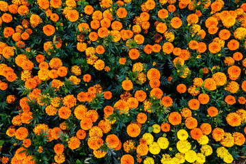 Top view of the lawn of yellow and orange flowers of Tagetes during their blooming period