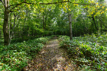 北海道　日本　鉄道　林道　鉄道跡