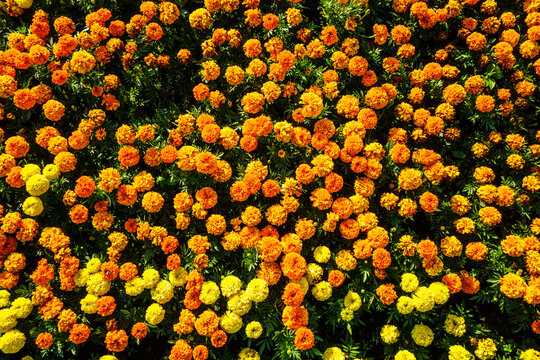 View From Above Onto Field Of Yellow & Orange Flowers Of Marigold Or Tagetes, Popular Decorative Plants