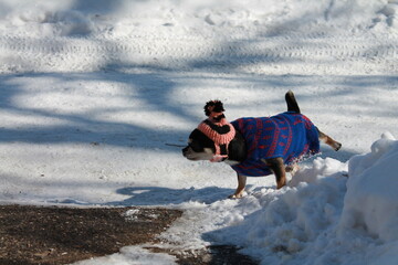 Chihuahua in clothes walking on a winter day