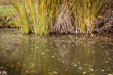 Reflections in the river, fallen leaves in autumn. Scene from Avila, Castilla y Leon, Spain