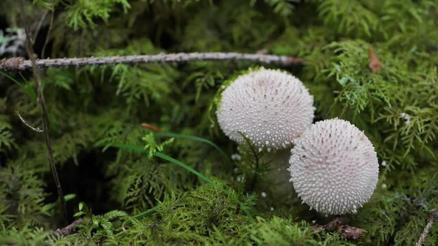 The white mushrooms fuzz-ball grew in the green moss