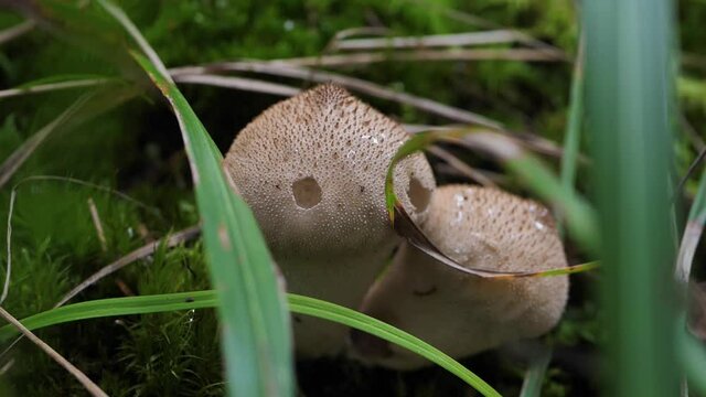 The white mushrooms fuzz-ball grew in the green moss