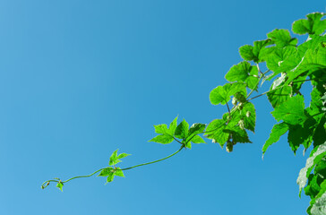 Hop plant in the blue sky