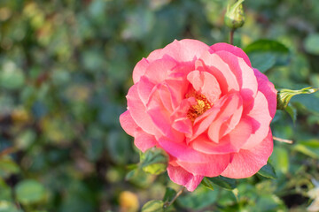 Lachsfarbene Strauch Rose