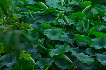 Waterlilies and lotus stem in a pond in summer