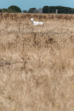 Lonely goat sitting alone in paddock
