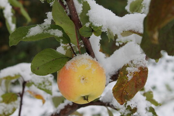 apples in the snow