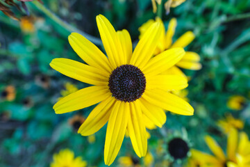 Obraz premium Close-up of Rudbeckia hirta or black-eyed Susan, a yellow daisy-like flower with black dome-shaped cone of many small disc florets.