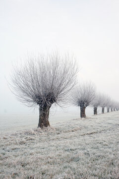 Row of willow trees